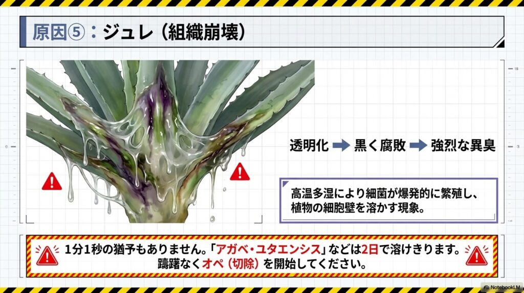 高温多湿による雑菌の繁殖で細胞壁が溶け、ジュレ状に腐敗したアガベ