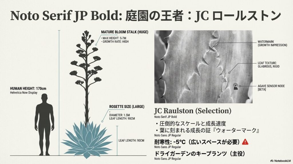 巨大なロゼットと葉に刻まれるウォーターマークを持つアガベパリー・JCロールストンと人間のサイズ比較