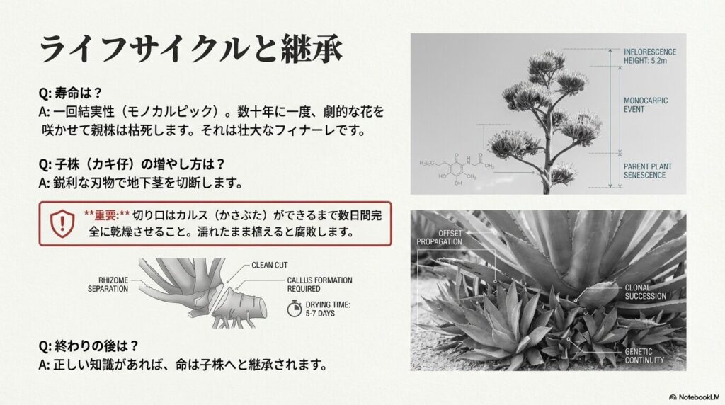 巨大な花茎を伸ばすアガベのモノカルピック（一回結実性）と、親株から地下茎を切り離してカルスを形成する株分け手順