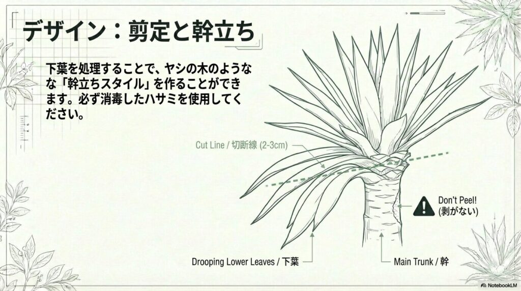大きくなりすぎたアガベアテナータの下葉を剪定し、幹立ちスタイルに仕立てる方法