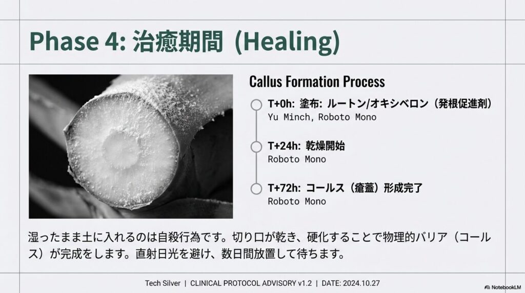 発根促進剤を塗布しコールス（瘡蓋）が完全に形成されたアガベ抜き苗の基部断面