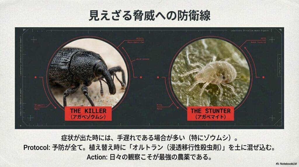 アガベの致命的な害虫であるアガベゾウムシとアガベマイトの拡大写真と被害の解説