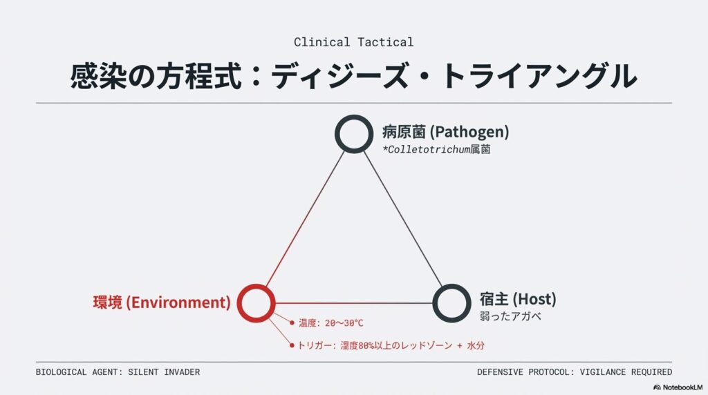 炭疽病菌と弱ったアガベと高温多湿の環境条件が揃うことで発症するディジーズトライアングルの図