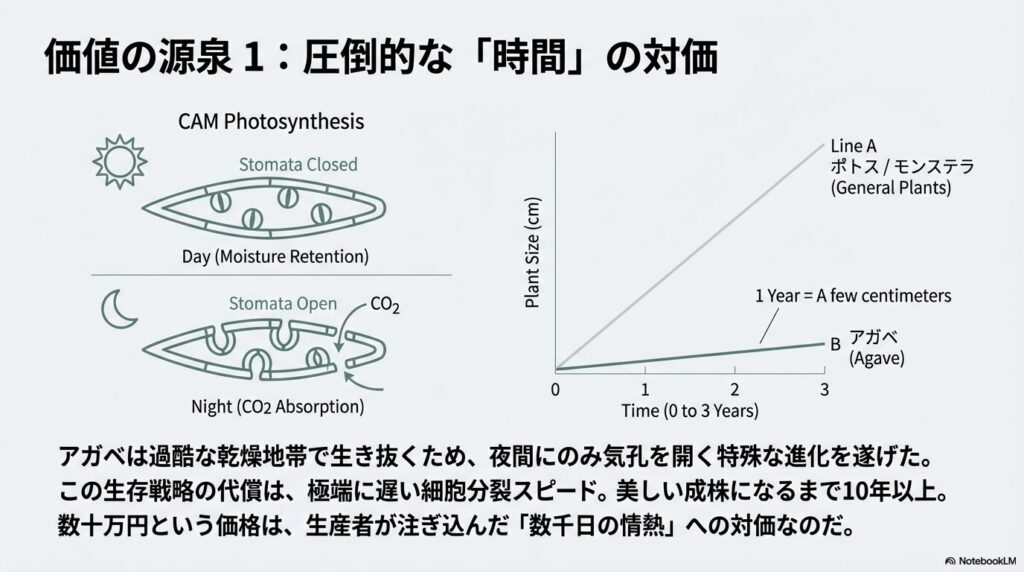 アガベのCAM型光合成メカニズムと一般的な観葉植物との成長スピードの比較グラフ