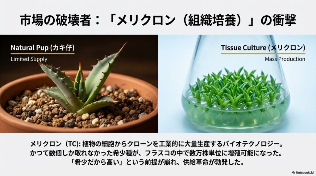 年に数個しか取れないアガベの自然発生の子株（カキ仔）と、フラスコ内で大量生産される組織培養（メリクロン）株の比較