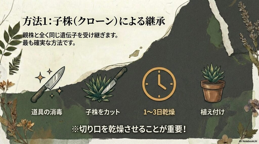 アガベの子株を採取してクローンとして増やすための正しい手順と乾燥時間
