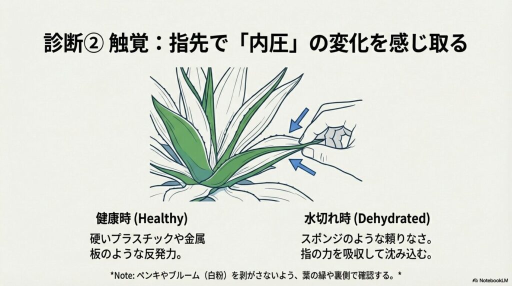 指先でアガベの葉をつまみ、内圧の変化と水切れのサインを確認する方法