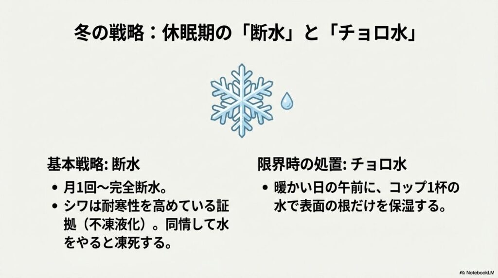 冬の休眠期におけるアガベの断水戦略と限界時のチョロ水解説