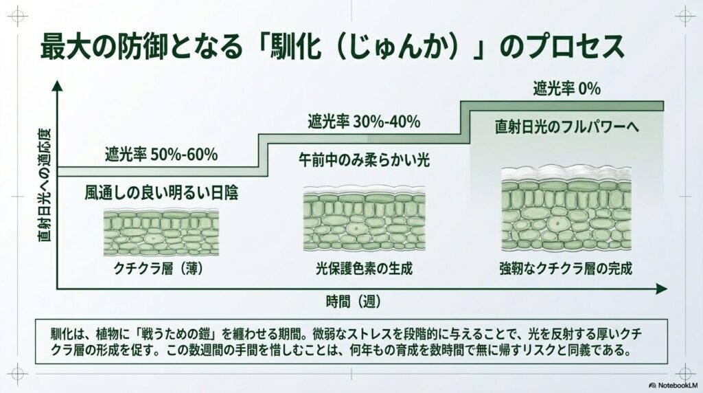 遮光ネットを用いた段階的な馴化によるアガベのクチクラ層形成プロセス図