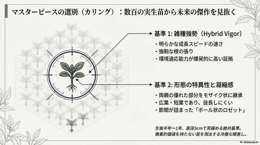 数百のアガベ実生苗から未来の傑作を見抜く選抜基準