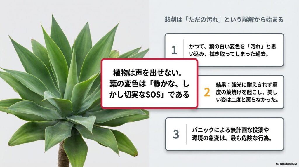 アガベの葉が白くなる変色をただの汚れと誤解して拭き取ってしまう悲劇の解説