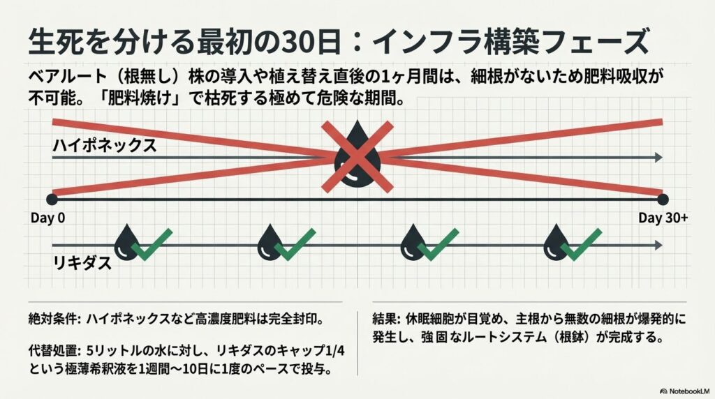 アガベ植え替え後のハイポネックスとリキダスの使用スケジュール