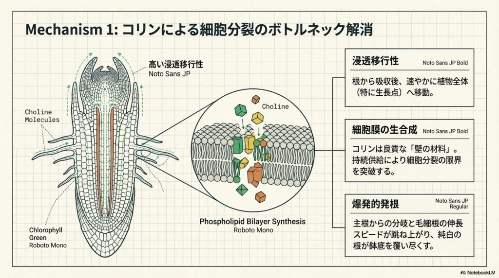 リキダスに含まれるコリンが高い浸透移行性でアガベの生長点へ移動し細胞分裂と毛細根の発根を促す仕組み