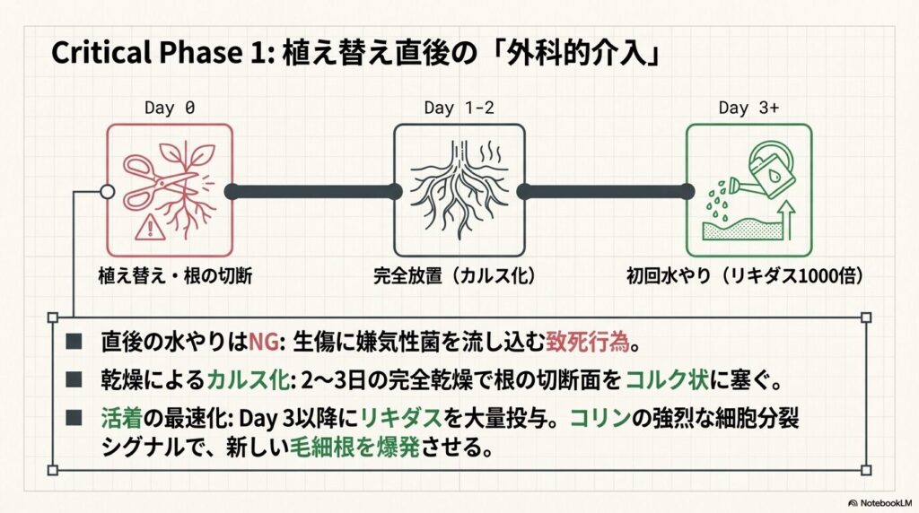 アガベの植え替え後からリキダス1000倍希釈液による初回水やりまでの完全乾燥とカルス化の手順