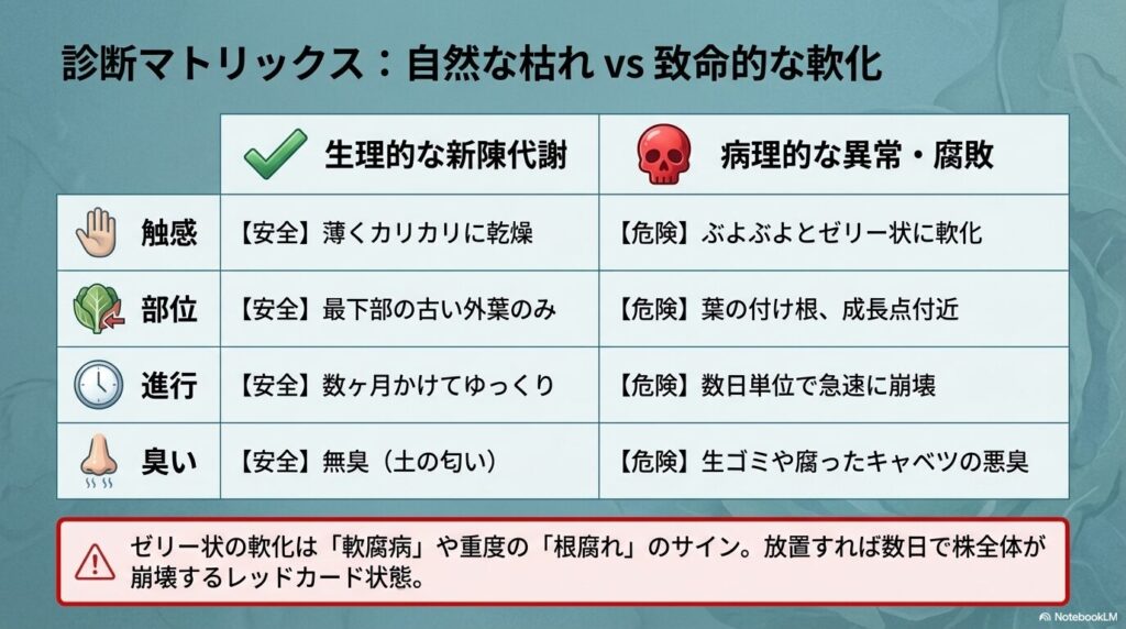 アガベの下葉の自然な枯れと致命的な軟化を見分ける診断マトリックス
