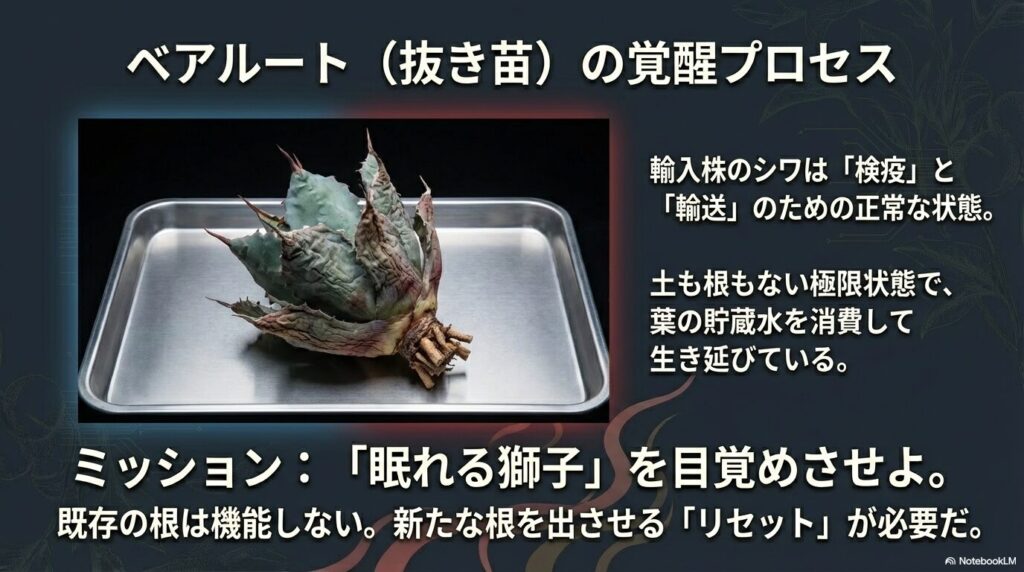 根と土がなく、葉がしわしわに萎縮した輸入直後のベアルート(抜き苗)のアガベ