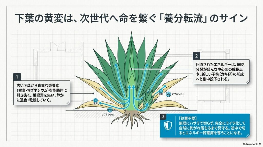 アガベの養分転流の仕組み図。古い下葉から窒素やマグネシウムが成長点や子株へ移動する様子。