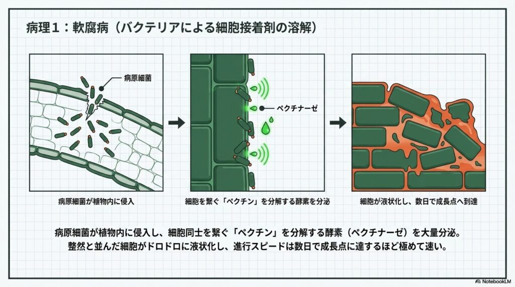 病原細菌が侵入し、ペクチナーゼによって細胞接着剤であるペクチンを溶解、組織が液状化するプロセスを描いた病理図解。
