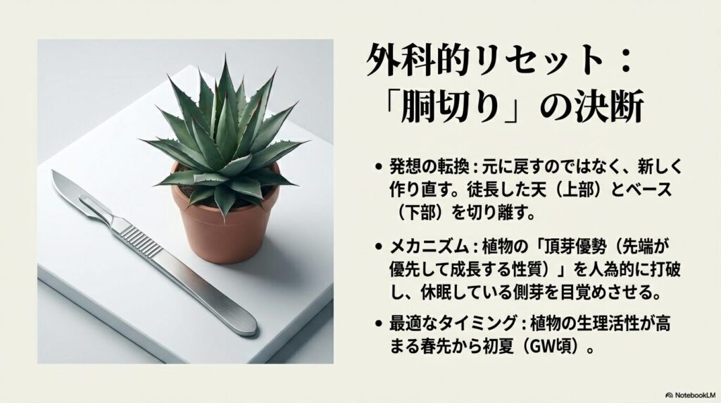 アガベの徒長に対する外科的リセット、胴切りによる頂芽優勢の打破