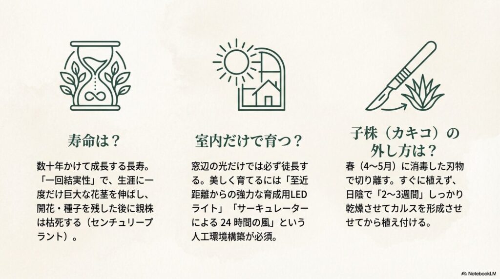 アガベ・笹の雪の寿命、室内栽培の条件、子株の株分けに関する疑問