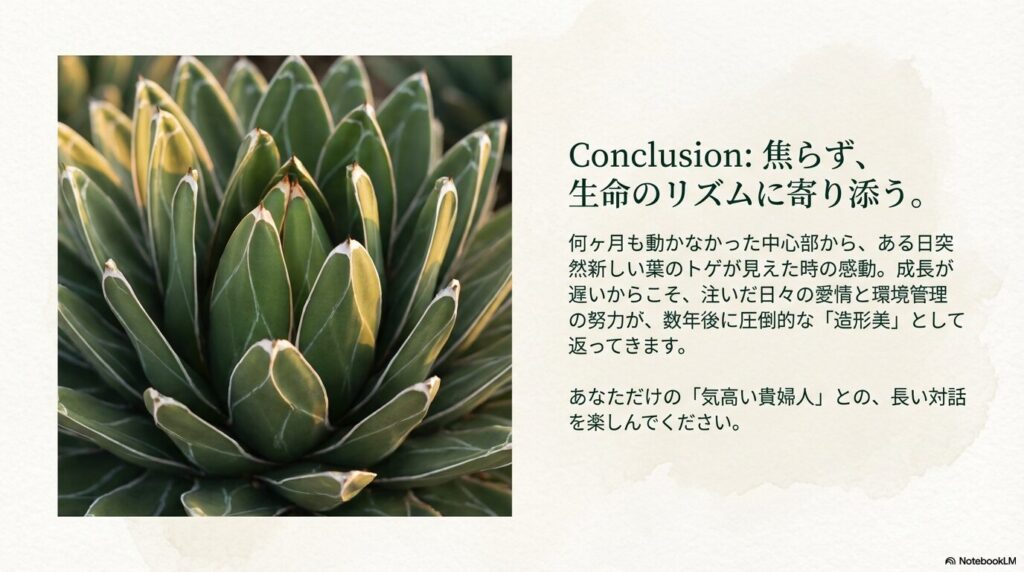 中心部から新しい葉を展開させ美しい造形美を見せるアガベ・笹の雪