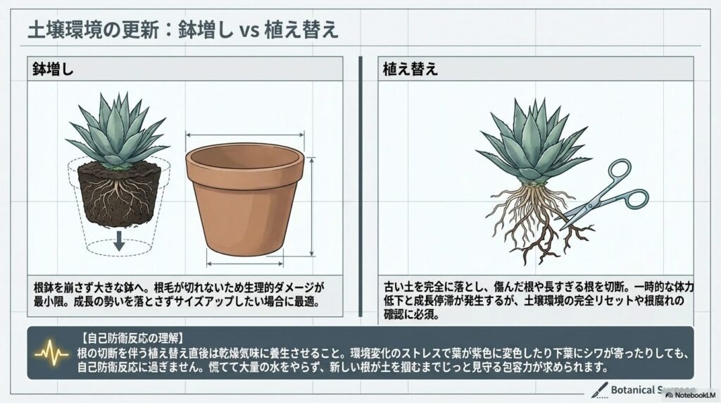 アガベの根へのダメージが異なる鉢増しと植え替えの比較図