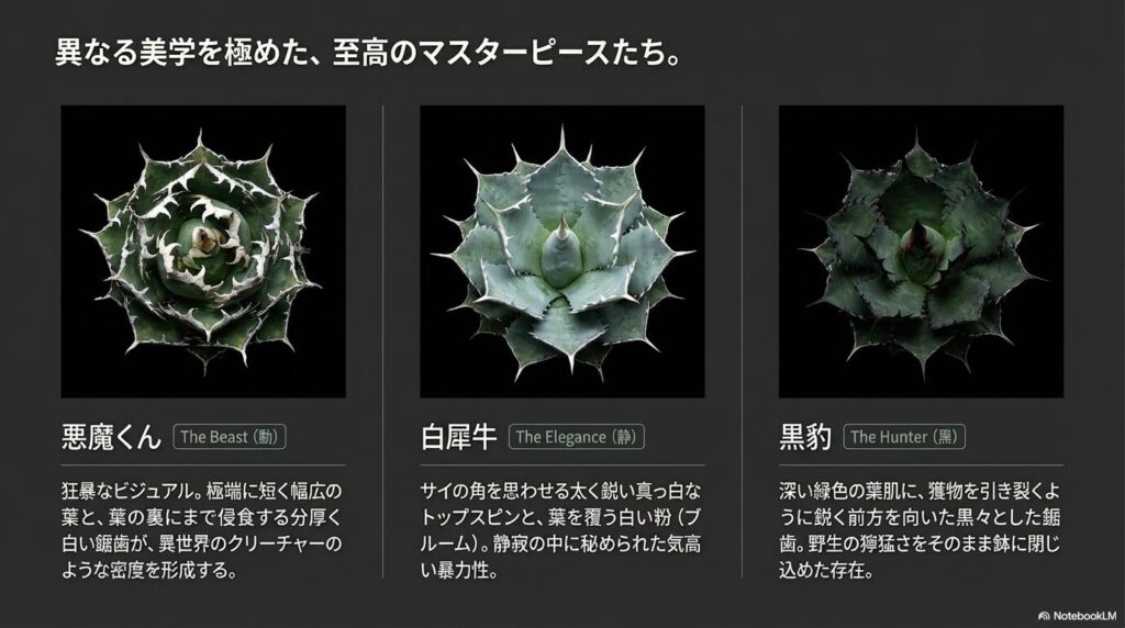 アガベの人気ネームド品種である悪魔くん、白犀牛、黒豹の特徴的なフォルム
