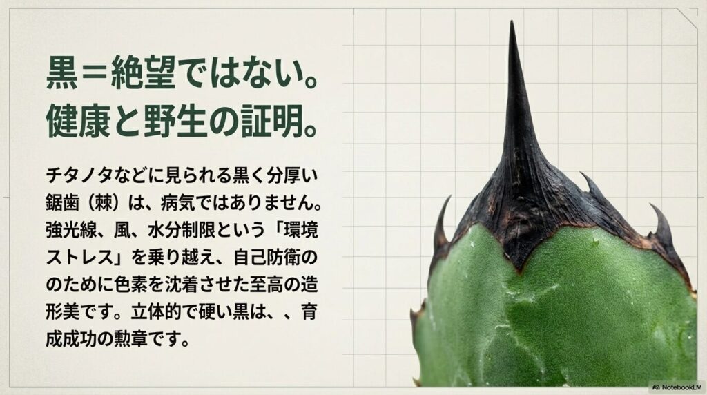 アガベ・チタノタの健康的で力強い黒い棘（トップスパインと鋸歯）