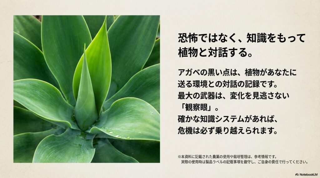 美しく健康に育った緑色のアガベのロゼットと成長点