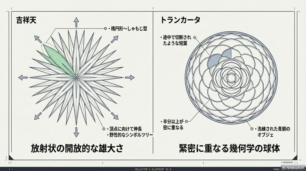 放射状に広がる吉祥天のしゃもじ型の葉と、ボール状に丸く重なるトランカータの短葉の展開パターンの違い