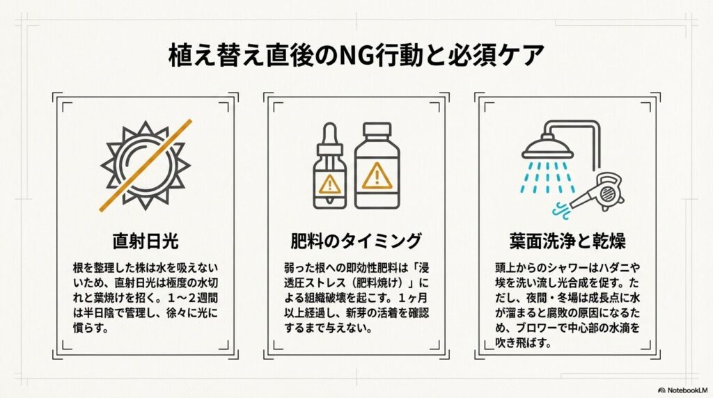 植え替え直後のアガベに対して避けるべき直射日光や早すぎる肥料などのNG行動と必須ケアの解説