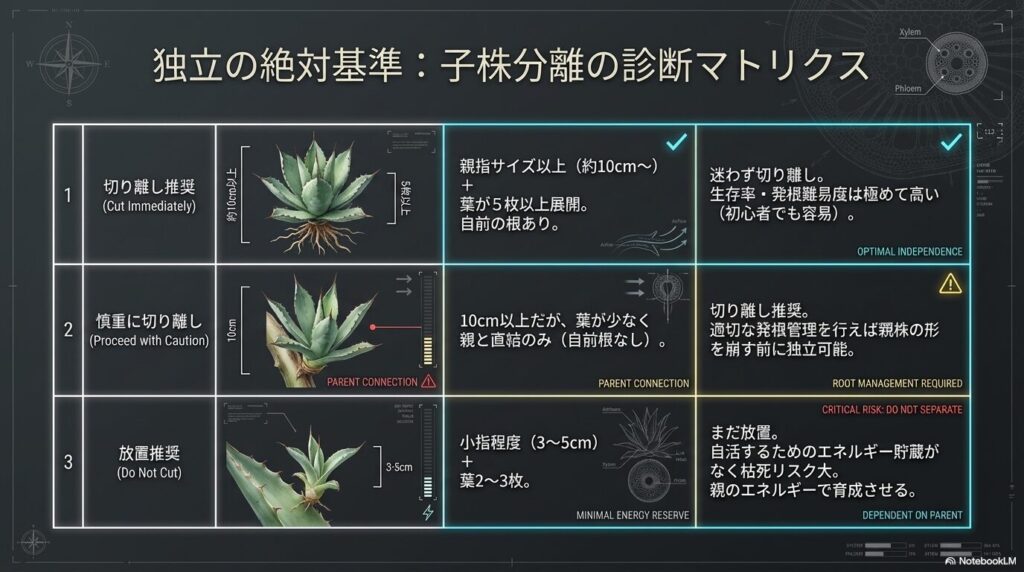 アガベの子株を切り離すタイミングを見極める10cm以上のサイズと自前根の診断マトリクス