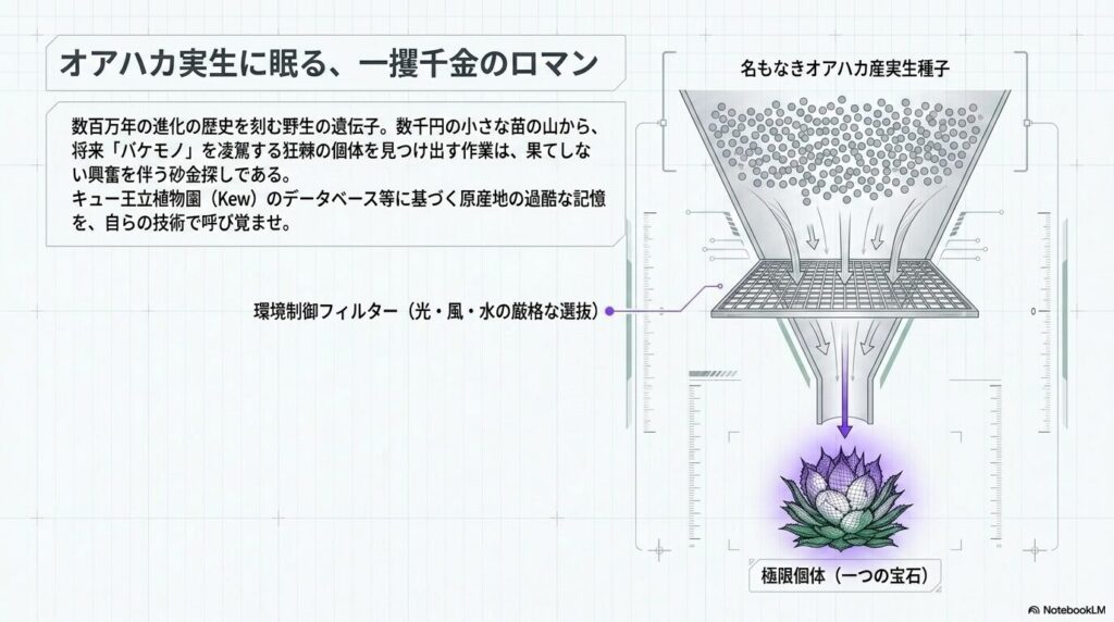 メキシコ・オアハカ産の実生苗から環境制御によって極限個体を選抜するプロセスの図解
