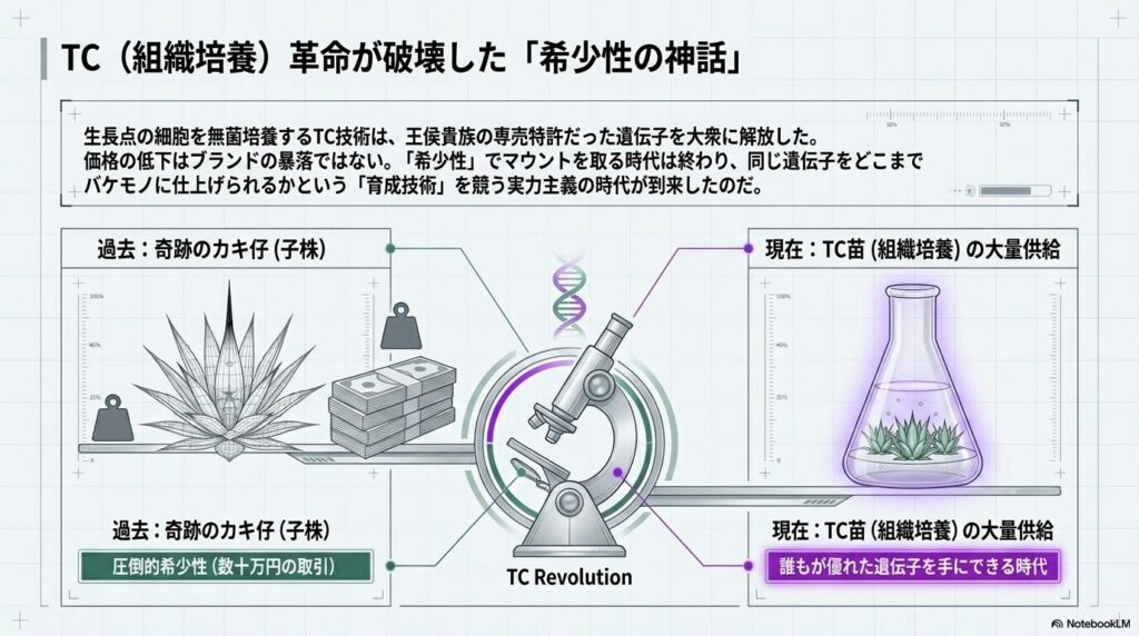 組織培養（TC）技術の導入によるアガベの希少性から大量供給への変化を示す図解