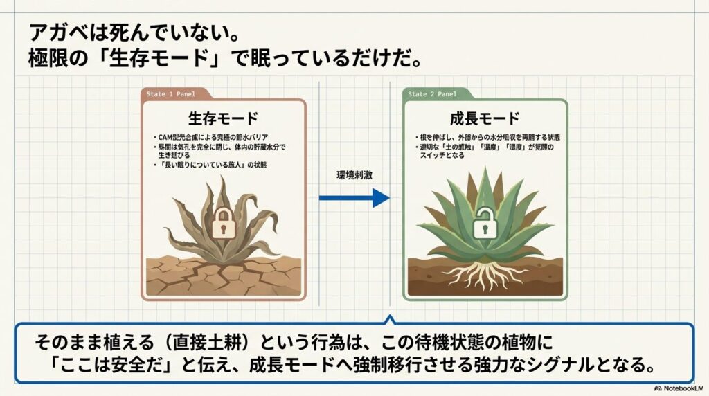 アガベの抜き苗が持つCAM型光合成による生存モードから成長モードへの移行図