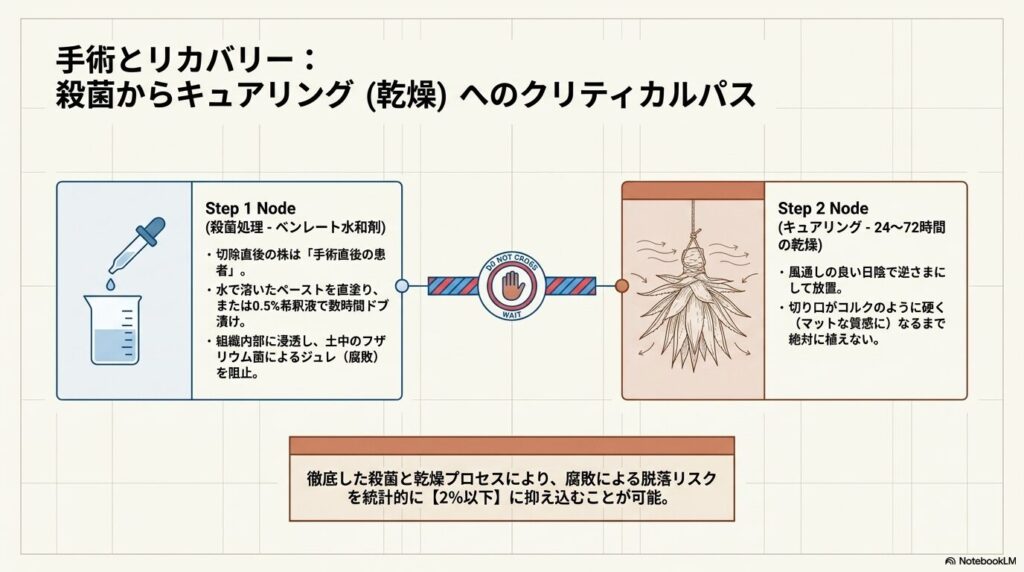 ベンレート水和剤によるアガベの殺菌処理と、風通しの良い日陰でのキュアリング（乾燥）工程