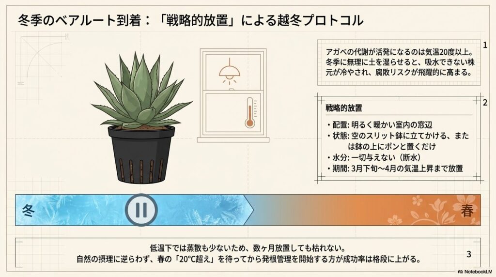 冬に届いたアガベのベアルート株を断水状態で春まで越冬させる戦略的放置の図解