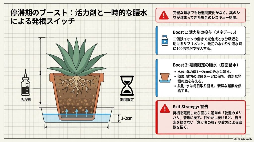 メネデールなどの活力剤の使用と、鉢底を1〜2cm水に浸す期間限定の腰水管理の図