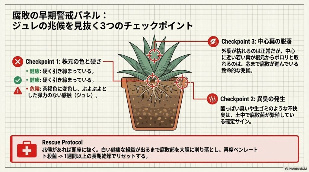 アガベの株元の変色、異臭、中心葉の脱落など、腐敗（ジュレ）を示す3つの早期警戒サイン