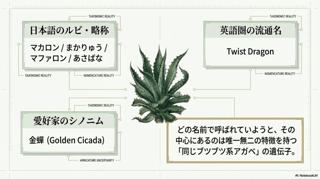 麻花龍の多様な読み方（マカロン、マファロン、あさばな）とシノニム（金蟬、Twist Dragon）