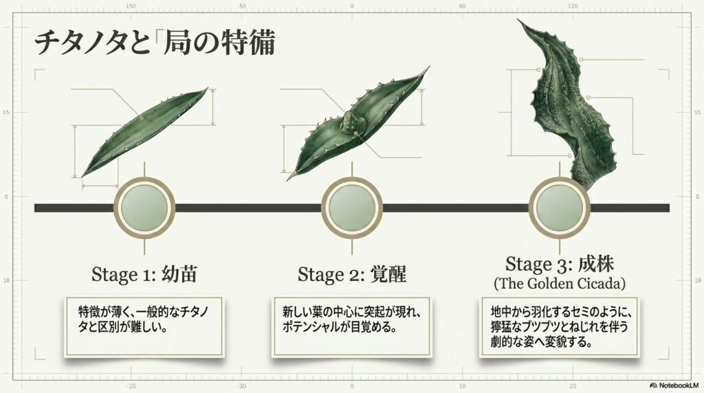 アガベ麻花龍が幼苗から覚醒し、獰猛な成株へと変貌する3つの成長ステージ