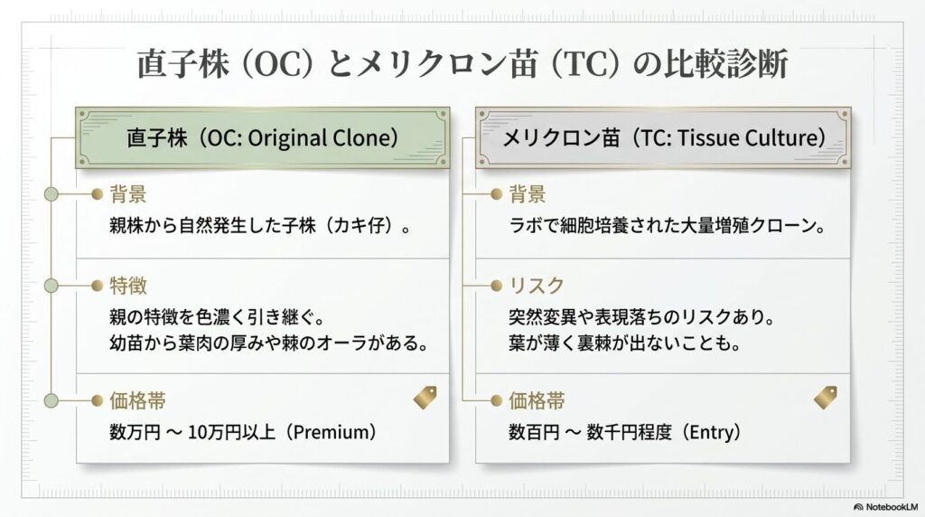アガベ麻花龍の直子株（OC）とメリクロン苗（TC）の特徴と価格帯の比較表