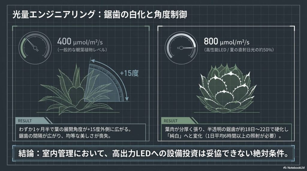 植物育成LEDの光量子束密度（PPFD）の違いによるアガベの展開角度と鋸歯の変化