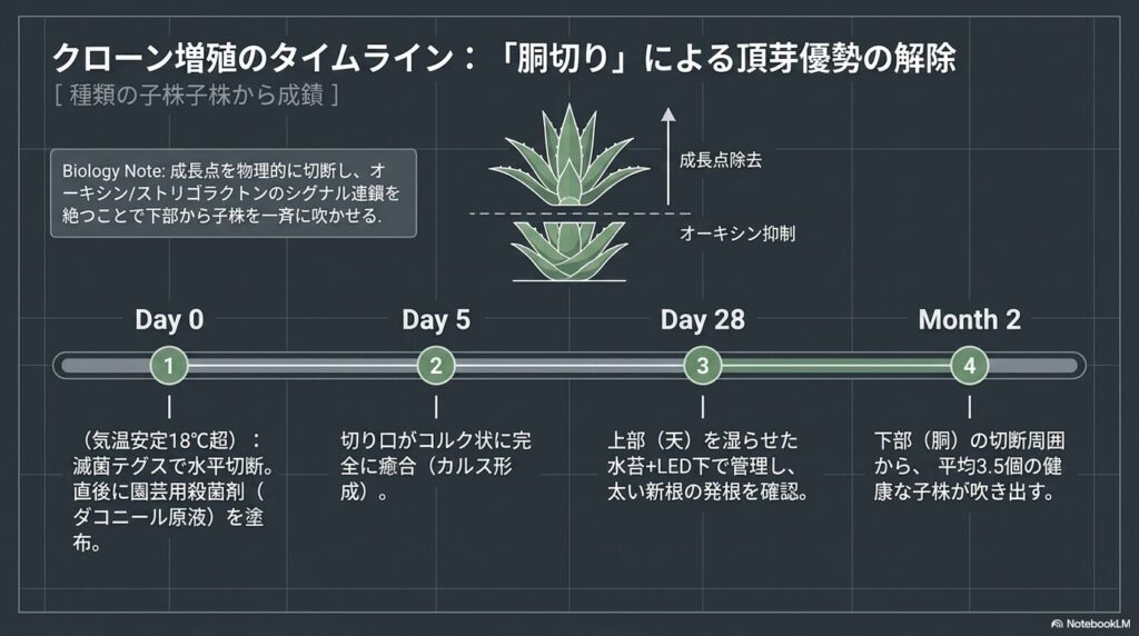 アガベの胴切り（トップカット）によるクローン増殖の工程とタイムライン