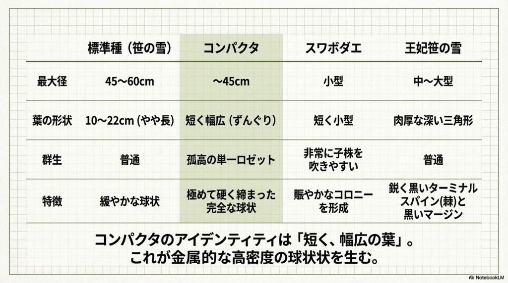 アガベ笹の雪コンパクタと標準種、スワボダエ、王妃笹の雪の形態と特徴の比較表