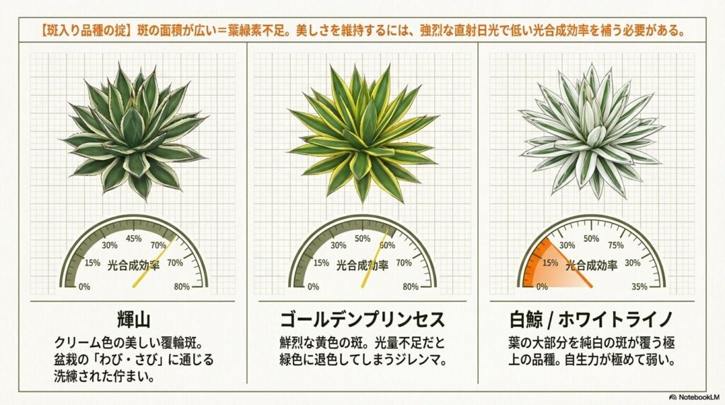 アガベ笹の雪の斑入り品種（輝山、ゴールデンプリンセス、白鯨）と光合成効率の関係図