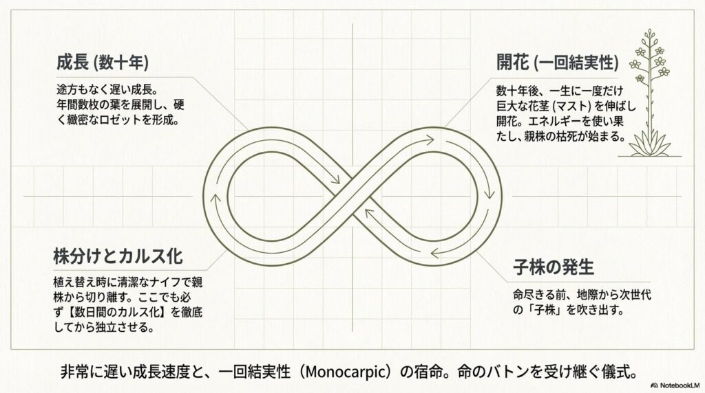 数十年かけて成長し開花後に枯死するアガベの一回結実性と子株による繁殖サイクル図