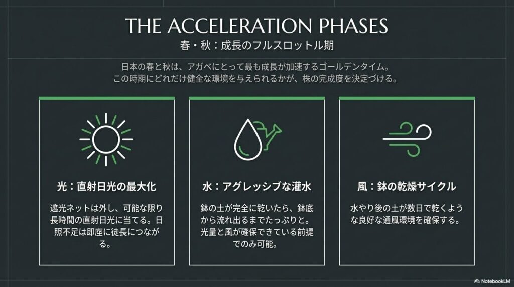 アガベの成長が加速する春と秋の直射日光と水やりの管理方法