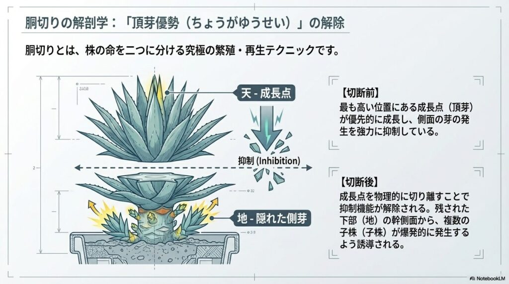 アガベの胴切りによる頂芽優勢の解除と子株発生の仕組み