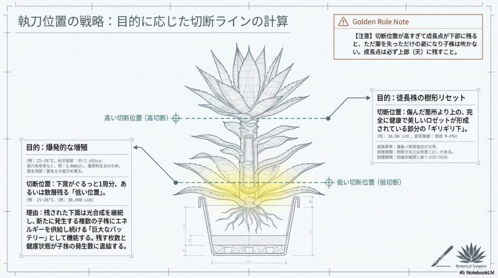 繁殖や樹形リセットなど目的に応じたアガベの胴切り切断位置の計算